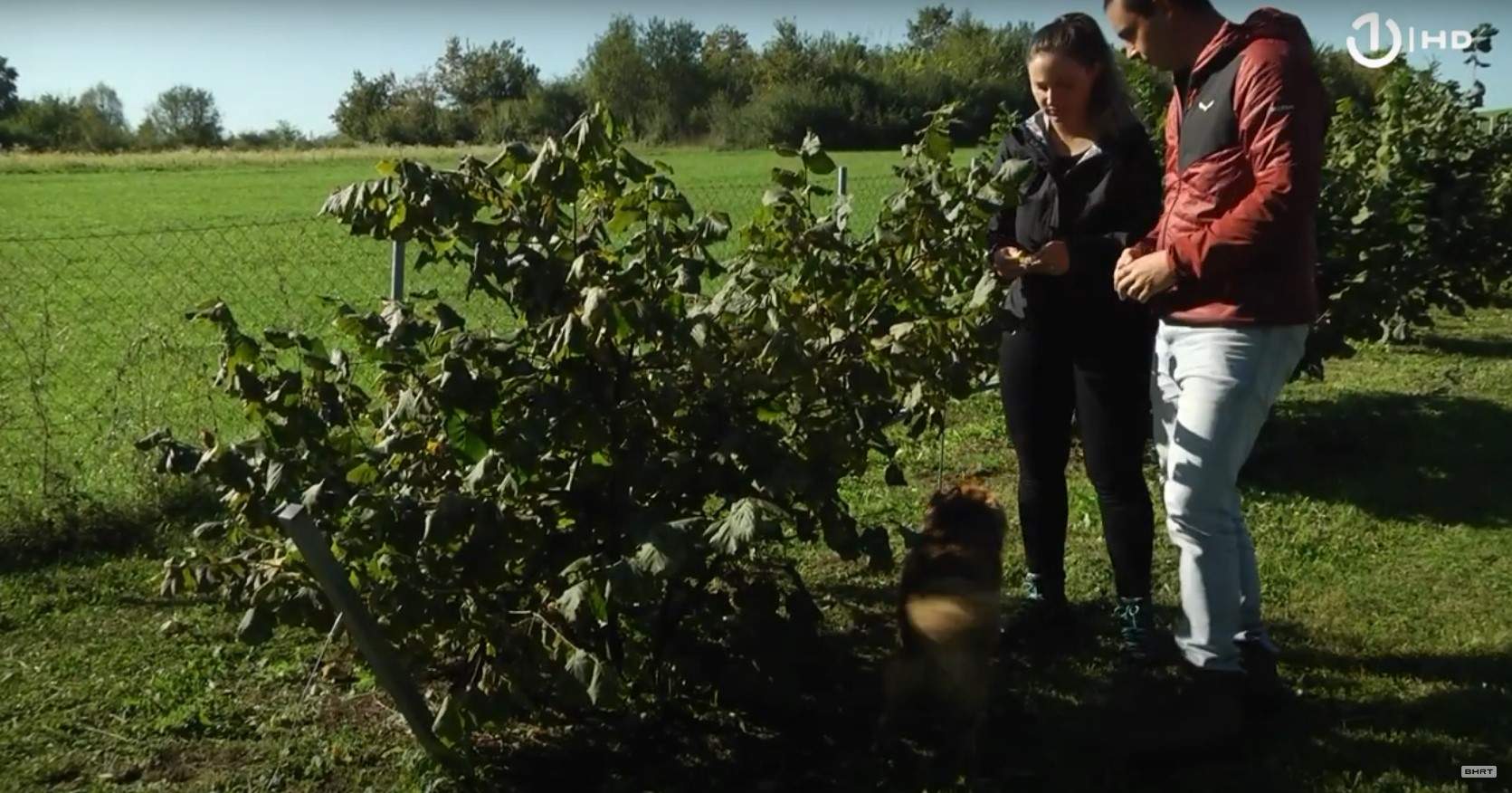 Pozitiv: Mlada poduzetnica po povratku iz Njemačke odlučila uzgajati lješnjake (Video)